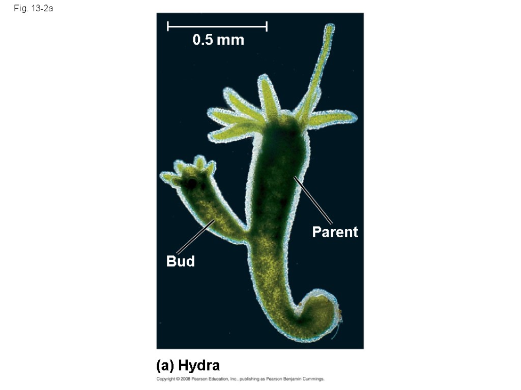 Fig. 13-2a (a) Hydra 0.5 mm Bud Parent